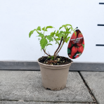 Malina červená, remontantná, beztŕňová (Rubus idaeus) ´AUTUMN BELLE´® - výška 10-20 cm, kont. C2L